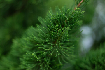 Christmas trees green branches close-up. needles, spruce, nature.