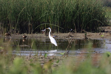 White heron in nature