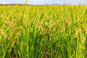 Korean traditional rice farming. Rice farming landscape in autumn. Rice field and the sky in, Gimpo-si, Gyeonggi-do, Korea.