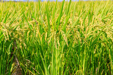 Obraz premium Korean traditional rice farming. Rice farming landscape in autumn. Rice field and the sky in, Gimpo-si, Gyeonggi-do, Korea.