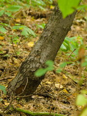 A tree in the forest when autumn comes.