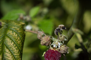 Raspberry and bee