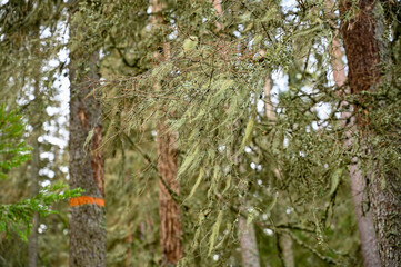 grey beard lichen hanging from branch in forest