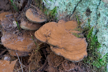 Ganoderma applanatum, artist's bracket,  bear bread fungus on tree stump