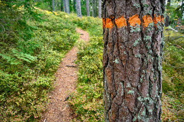 orange marking around tree trunk near a trail