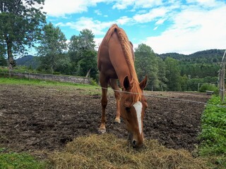 a beautiful horse with his head to the ground against the blue sky - Bogstad Gård