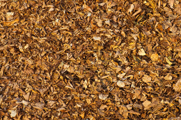 Dry autumn leaves top view, natural background, texture