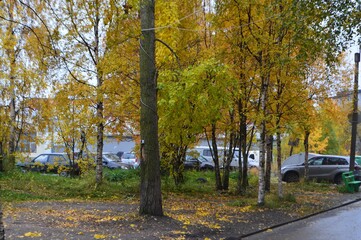 autumn trees in the park