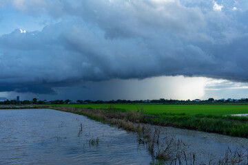 Fototapeta premium Heavy rain pouring near rice field in the countryside in the evening , Thailand