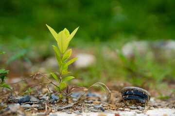 Young plant growing amidst rocky soil