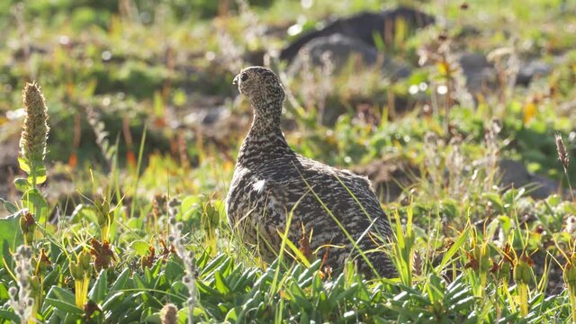 Partridge in the wild, walking on the grass