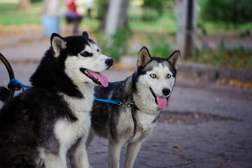 
beautiful gray husky dogs outdoors close-up
