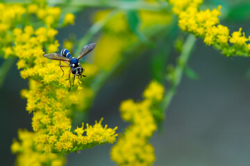 
small wasp on yellow flowers close up