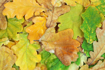 Pile of autumn oak leaves close-up. Autumn fall leaf background