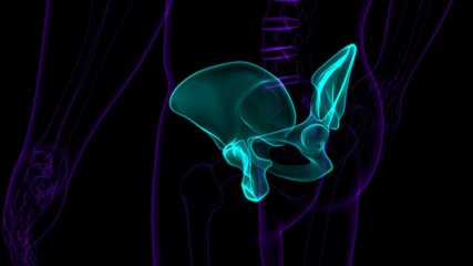 Human Skeleton Hip or Pelvic bone Anatomy For Medical Concept © mybox