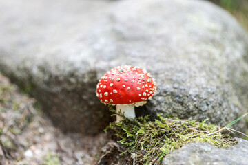 Fly agaric with white spots between the stones