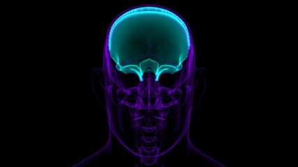 Human Skeleton Skull Frontal Bone Anatomy For Medical Concept