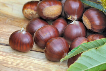 close on a group of sweet fresh chestnuts with leaf  on a plank