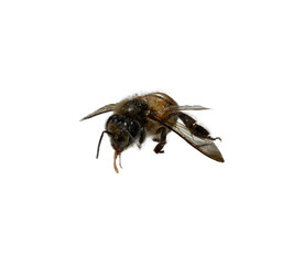 A close up of one worker bee on a white  background.