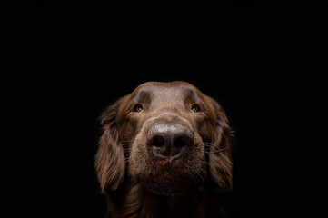Cuc&ugrave; flat coated retriever