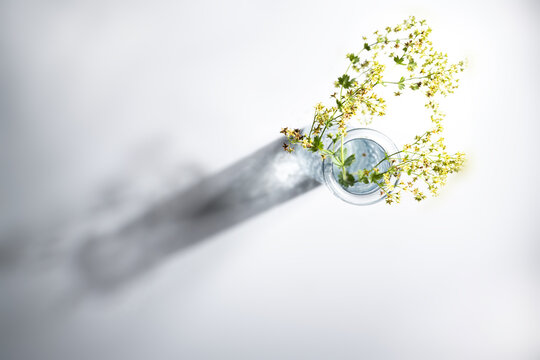 Flowers From Lady's Mantle (Alchemilla) In A Glass Vase With A Long Shadow On A Gray Background, Abstract Photography With Copy Space, High Angle View From Above, Selected Focus