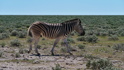 Fototapeta na wymiar Side view of single plains zebra (equus quagga, formerly equus burchellii, also common zebra) walking on bush land in Kalahari desert, Etosha National Park, Namibia.