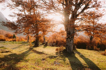 beautiful autumn forest scenery. Sunset golden leaves landscape in october