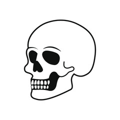 Human skull isolated on white.