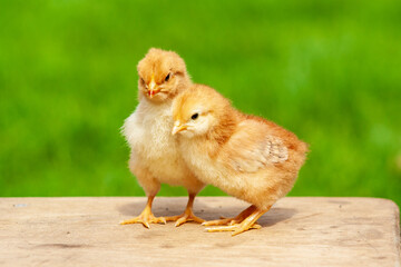 Newborn chicken family. Animal friendship. Couple love bird on green grass background. Couple or twin chicken