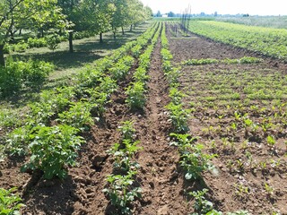Fototapeta na wymiar Green potato plant. Leaf of vegetable. Organic food agriculture in garden, field or farm.