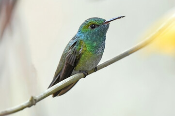 Glittering-throated Emerald (Amazilia fimbriata). Its natural habitats are (sub)tropical moist lowland forest, subtropical or tropical moist lowland forest and (sub)tropical dry shrubland.