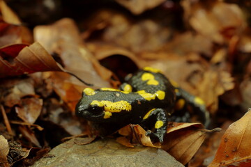 Close-up of a fire salamander (Salamandra salamandra) on forest floor, among fallen leaves. Vivid yellow markings on black skin in natural habitat