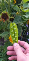 Hand holding a pod of peas