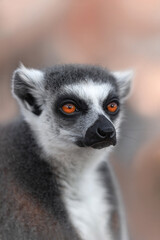 portrait of a serious lemur close-up. portrait of a disk animal like a human