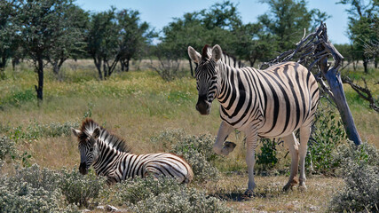 Fototapeta na wymiar Two striped plains zebras (equus quagga, formerly equus burchellii, also common zebra), the young zebra lying on the ground, in Kalahari desert, Etosha National Park, Namibia.
