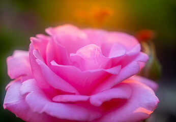 Beautiful pink rose in the garden closeup at sunset