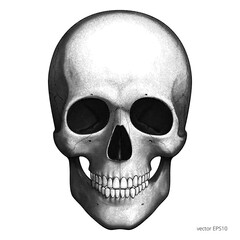 Human skull. Detailed vector etching. Engraving head of a skeleton. Classic ink image. Vintage style. Black cranium. Isolated clipart for Halloween, Mexican Day of the Dead and for medical posters.