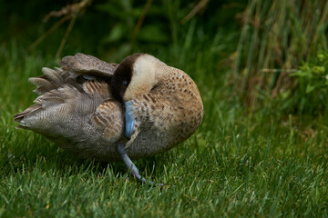 Puna Teal (Spatula puna) at Slimbridge in Gloucestershire whilst wintering in the United Kingdom. 
