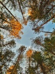 autumn in the forest