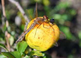 Dragonfly on a quince fruit in the sunlight on an autumn day. Russian Far East