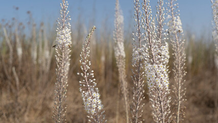 Fototapeta premium Wild Squill with lots of bees