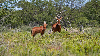 Two red hartebeests (alcelaphus buselaphus caama, even-toed ungulate, bovidae family) standing together between grass and bushes in Kalahari desert, Etosha Nationalpark, Namibia, Africa.