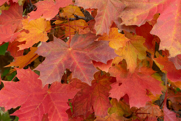 Naklejka na ściany i meble red autumn leaves hanging from twists