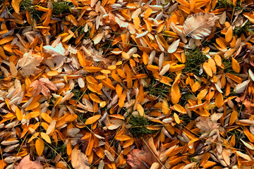 Autumn background. Fallen leaves on the ground.