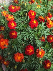 red and yellow flowers