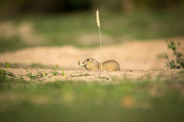 Obraz premium ground squirrel eats grains of ear of corn
