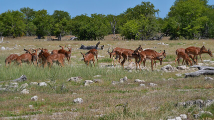 Naklejka na ściany i meble Herd of black-faced impala antelopes (aepyceros melampus) with brown fur and white belly grazing on meadow with bushes in the background in Kalahari desert, Etosha National Park, Namibia, Africa.