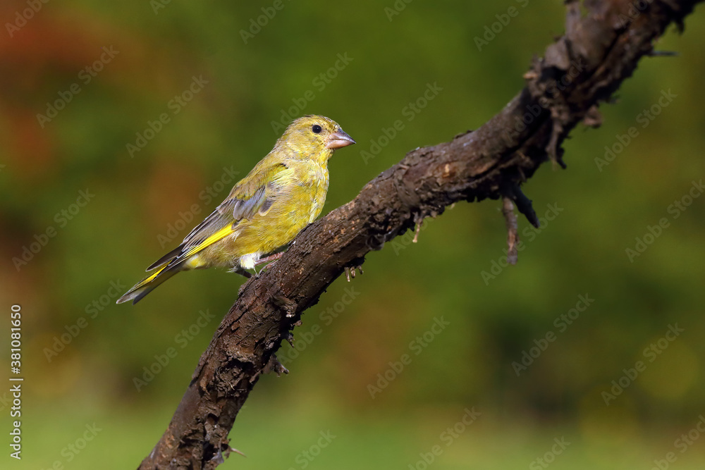 Sticker The European greenfinch, or just greenfinch (Chloris chloris) sits on a twig. Small green European passerine on a branch.