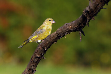 The European greenfinch, or just greenfinch (Chloris chloris) sits on a twig. Small green European passerine on a branch.