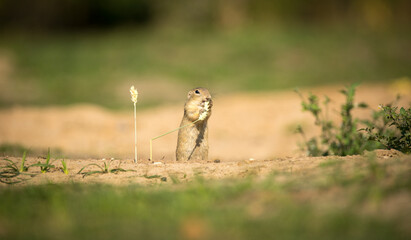 ground squirrel eats grains of ear of corn